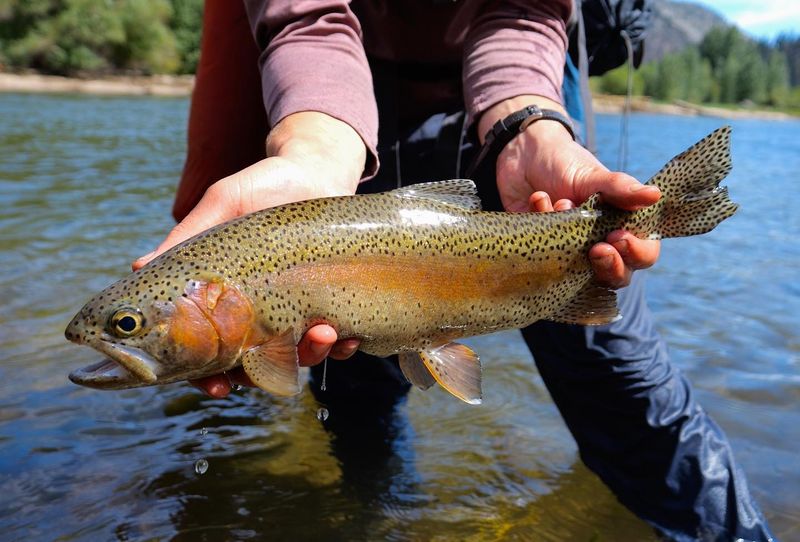 Kern River's White-Water Fury