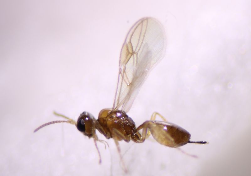 New Parasitic Wasp Species Discovered In Mississippi