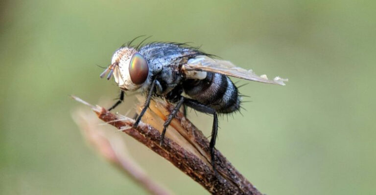 Mississippi Scientists Discover New Wasp Species With Fascinating Reproductive Behavior