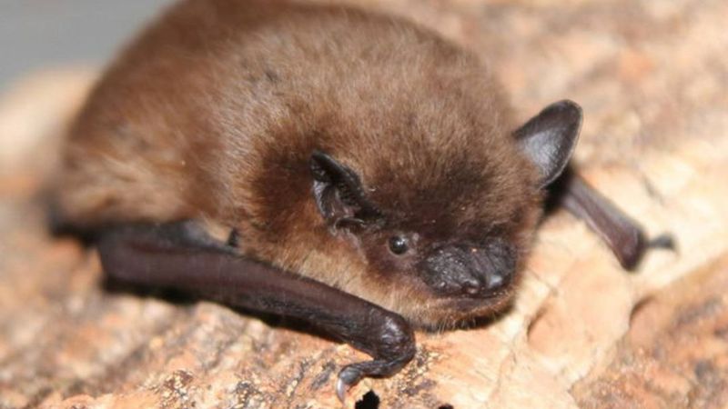 Alabama's Southern Bat Belt