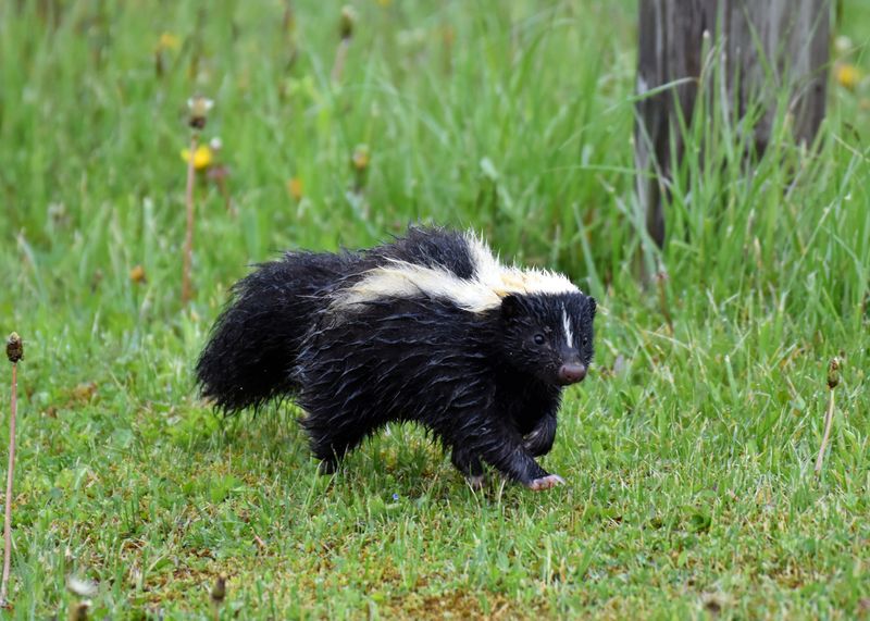 Kansas' Open Prairie Skunks