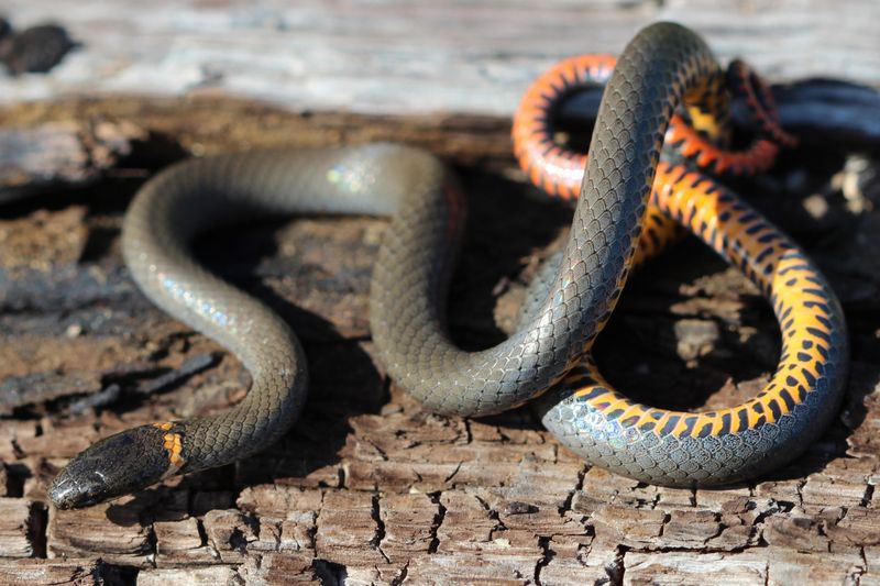 Ringneck Snake
