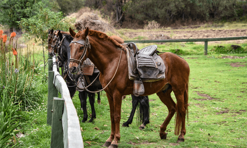 Peruvian Paso