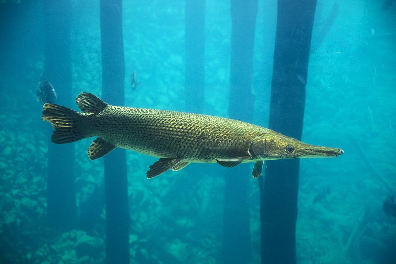 Armored Giants Of Freshwater