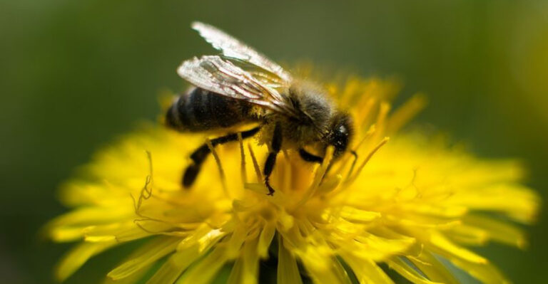 Mistakes That Send Bees And Butterflies Flying From Your Yard