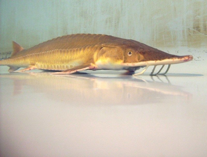 Alabama Sturgeon