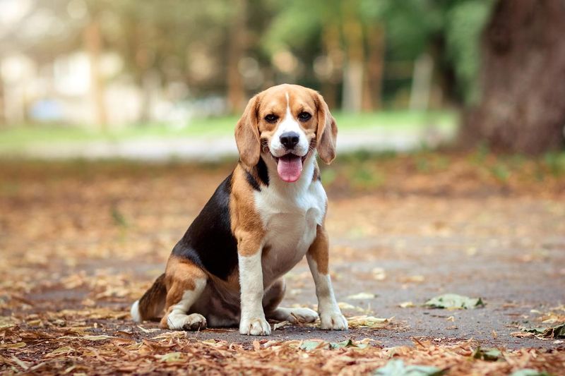 Beagle: Budget-Friendly Buddy
