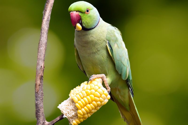 Corn On The Cob: A Fun And Nutritious Food For Squirrels And Birds