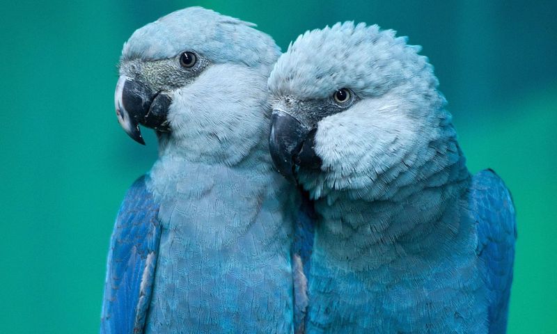 Spix's Macaw: The Real-Life Rio Bird