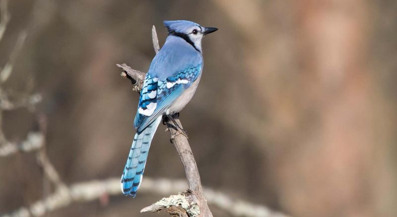 Nesting Height Indicators