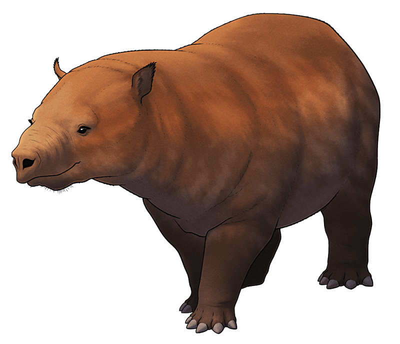 Phosphatherium – The Missing Link