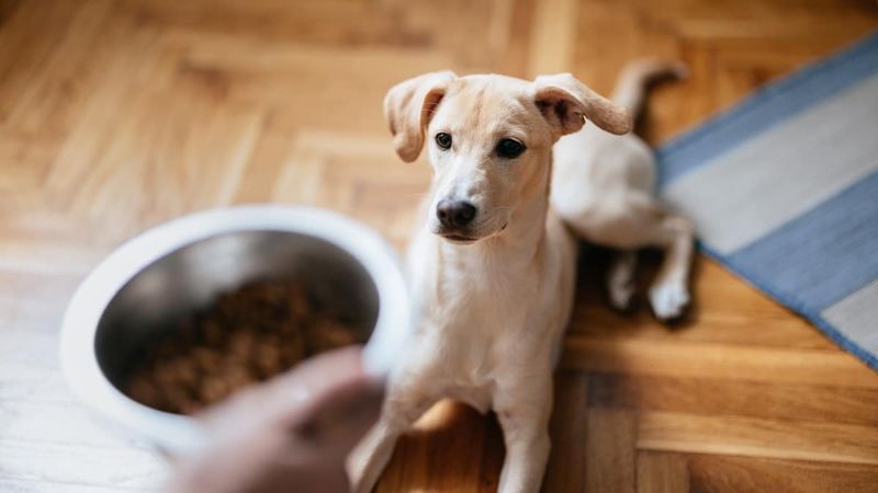 Fiber And Fat Levels Should Match Your Dog's Needs