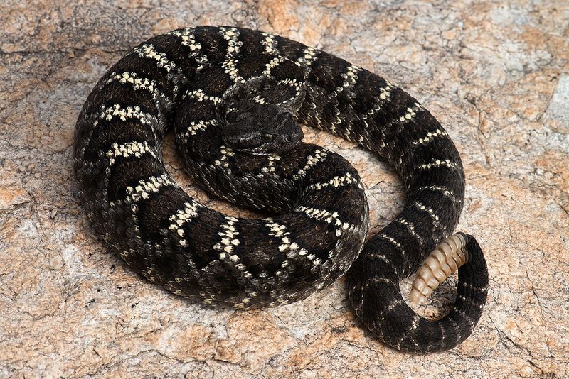 Arizona Black Rattlesnake