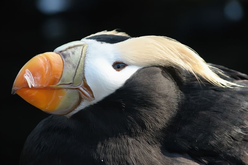 Tufted Puffin