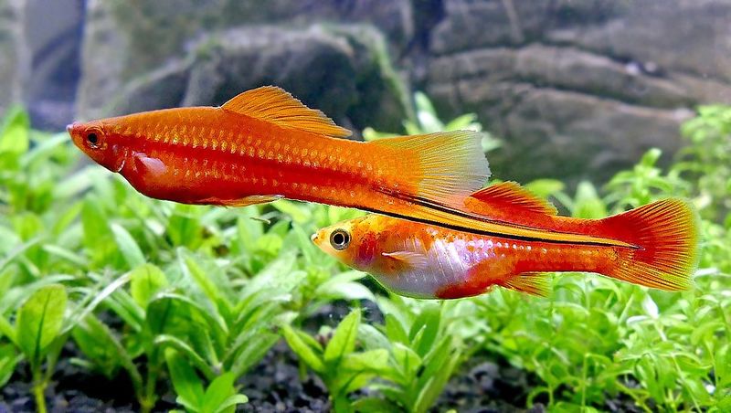 Swordtails: The Unflappable Swimmers