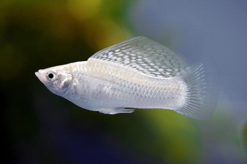 Molly Fish