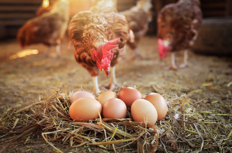 Backyard Hens Lay Fewer Eggs