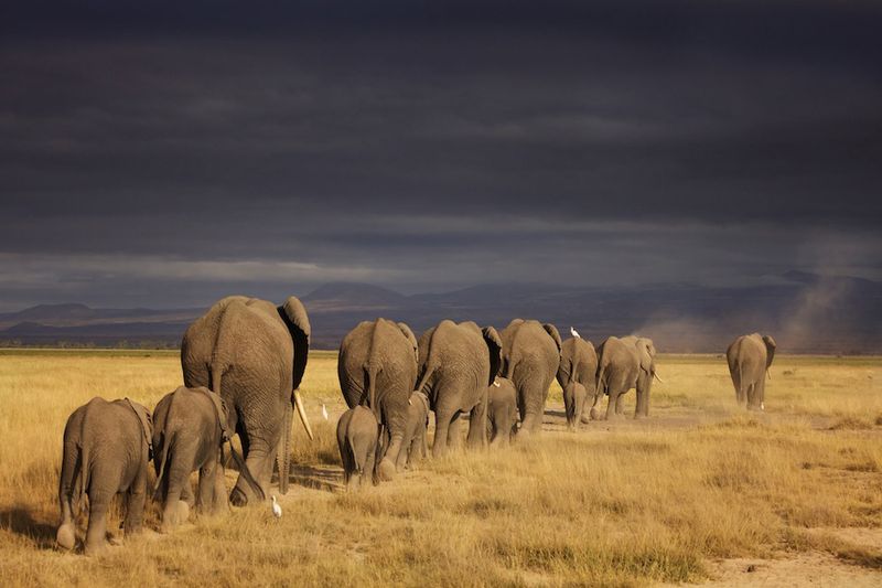 Following The Leader