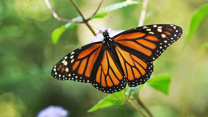 Monarch Butterfly