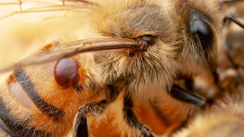 Bee Immune System Enhancement