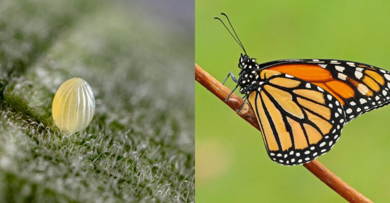 Monarch Butterfly Eggs: What They Look Like & More