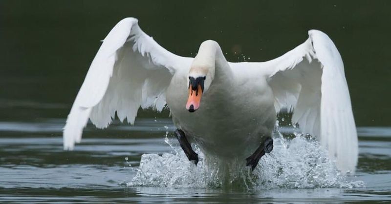Swan: Elegant Neck-Snappers