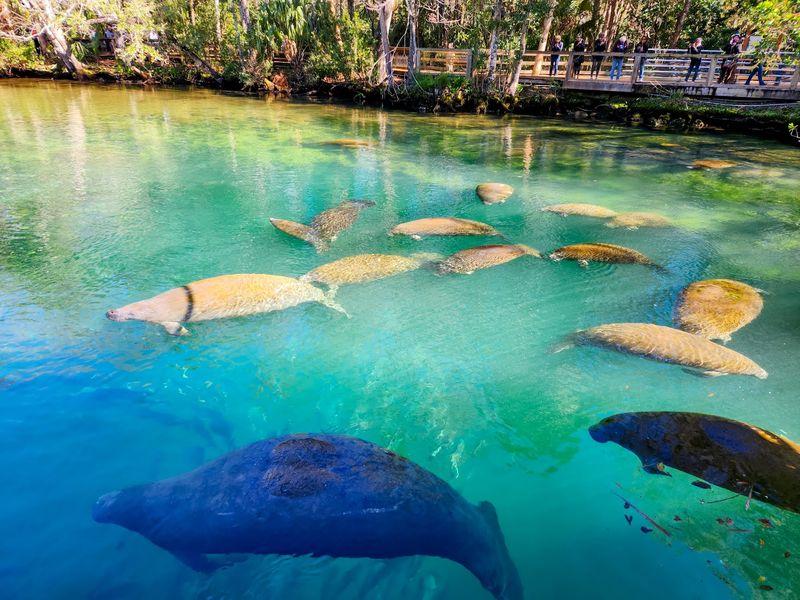 Florida's Manatee Highway