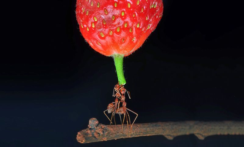 Ants: Super Strength