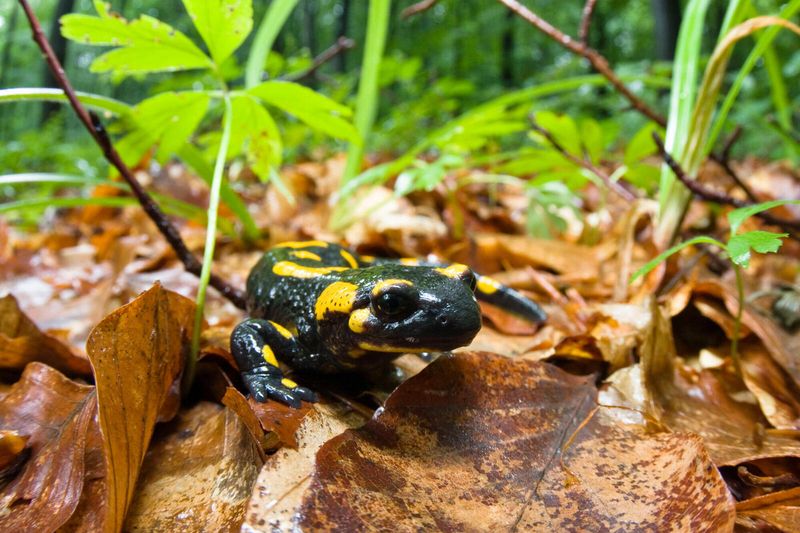 Fire Salamander: Forest Floor Firefighter