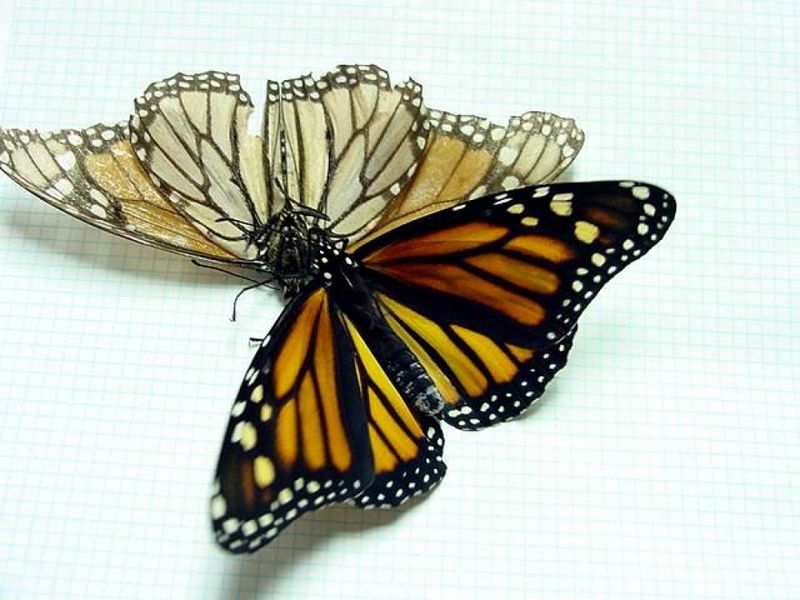 Monarchs Age Visibly