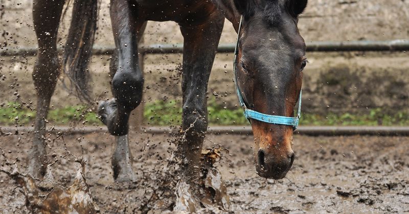 Mud Season Madness