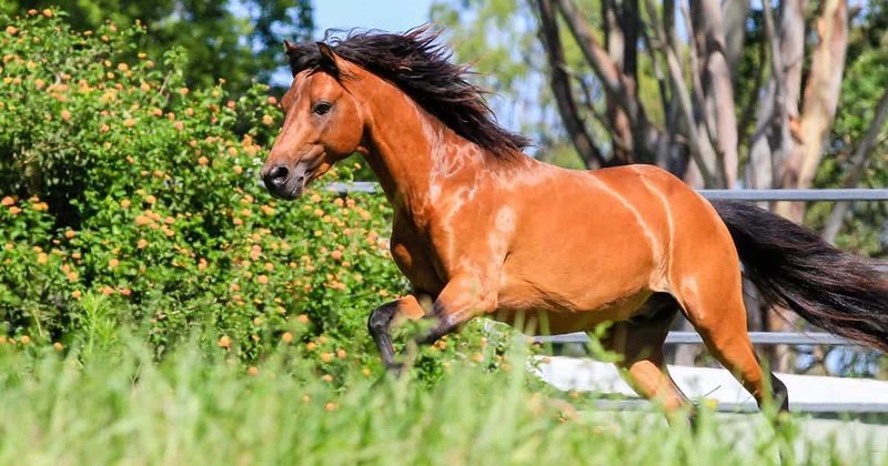Caspian Horse: Royal Persian Treasure