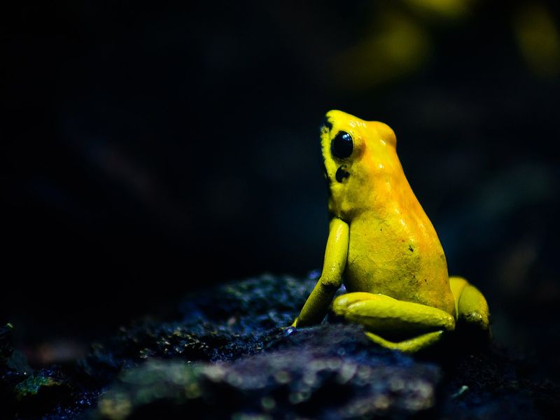 Golden Poison Dart Frog