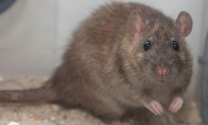 Norwegian Rat
