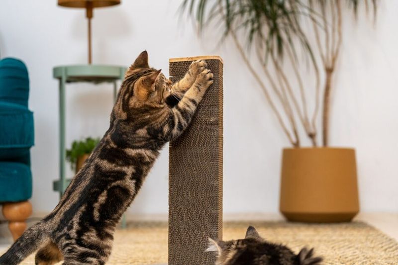 Explore Appropriate Scratching Outlets
