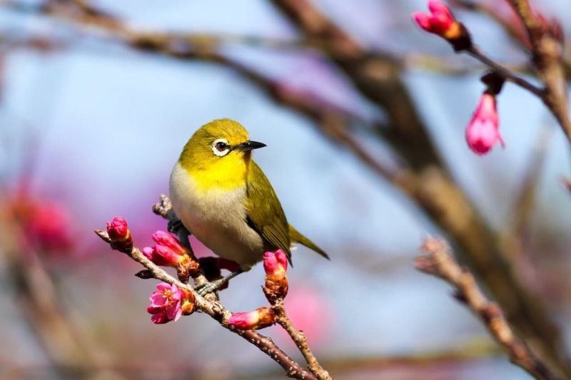Japanese White-Eye