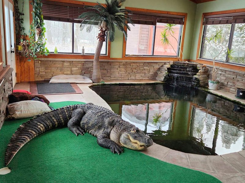 Alligators: Outgrowing Their Welcome Fast