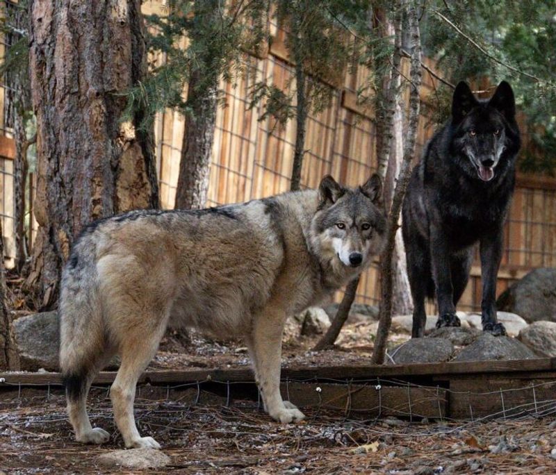 Wolves And Wolf Hybrids: Wild At Heart