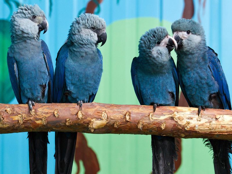 Hand-Raised Parrots Without Flock Skills