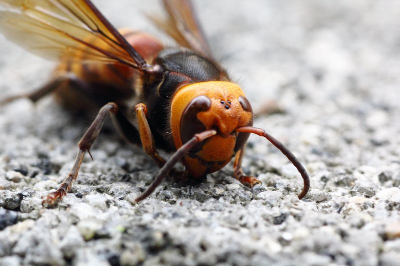 Invasive Species Disrupt Bee Communities
