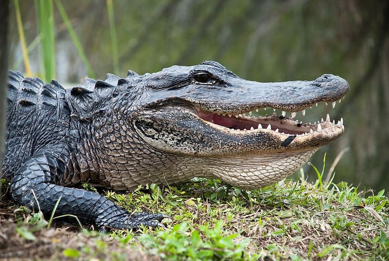 Ancient Reptiles Heading North