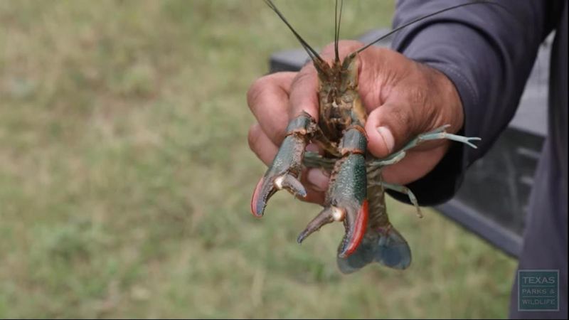 Voracious Appetites Decimate Native Fish Eggs