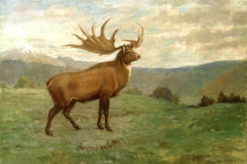 Towering Irish Elk to Modern Deer