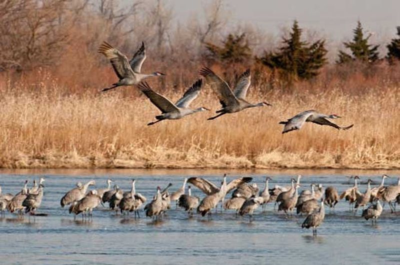 Nebraska – Sandhill Crane