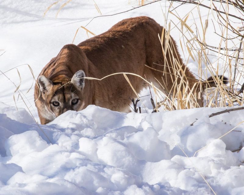 Colorado's Mountain Lion Trails