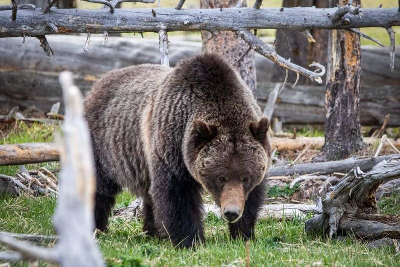 Wyoming: Yellowstone's Bear Haven