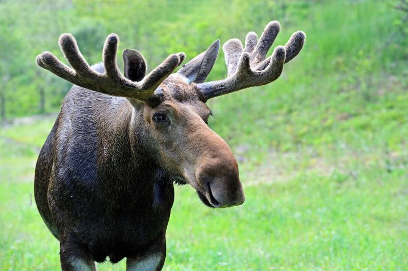 Quebec's Northern Goliath