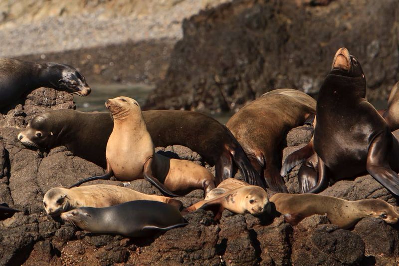 Channel Islands National Park, California