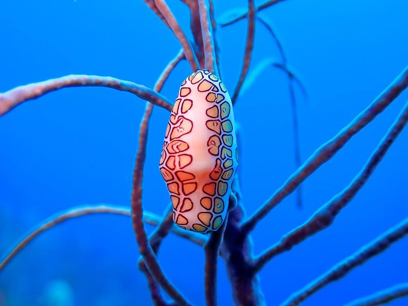 Flamingo Tongue Snail