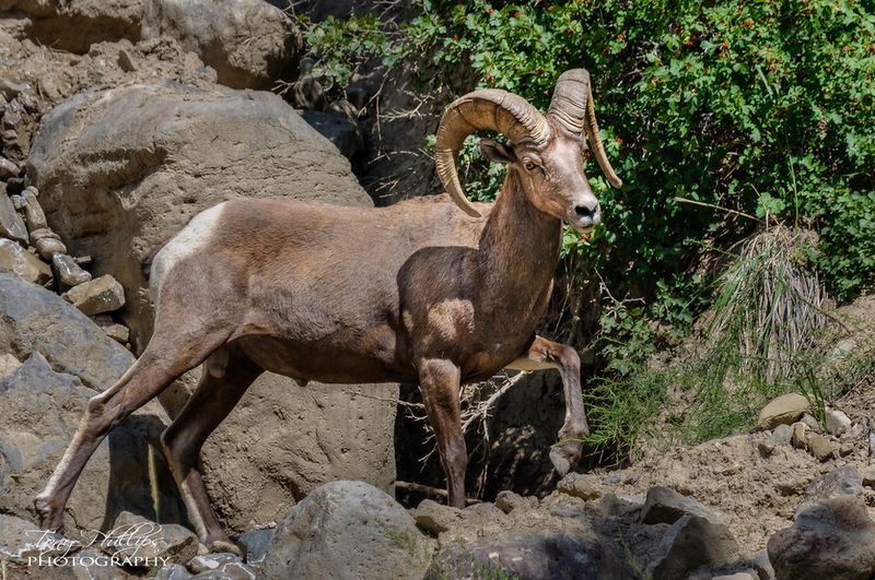 Bighorn Sheep – Masters Of The Impossible Cliff